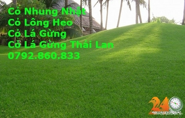 Cỏ lá gừng, cỏ nhung nhật, cỏ lông heo, Cỏ Lá gừng Thái Lan