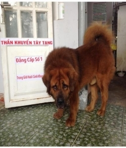 Bán chó ngao tây tạng tại TP. HCM