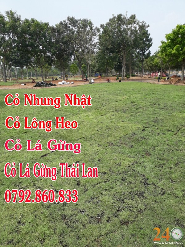 Diễn đàn rao vặt tổng hợp: Cung Cấp Cỏ Nhung Nhật, Cỏ Lông Heo, Cỏ Lá Gừng, Cỏ L 22