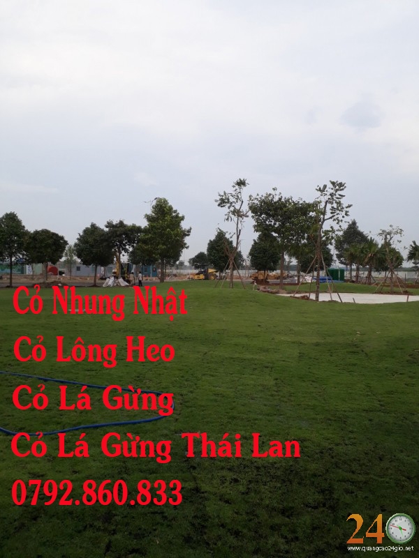 Diễn đàn rao vặt tổng hợp: Cung Cấp Cỏ Nhung Nhật, Cỏ Lông Heo, Cỏ Lá Gừng, Cỏ L 23