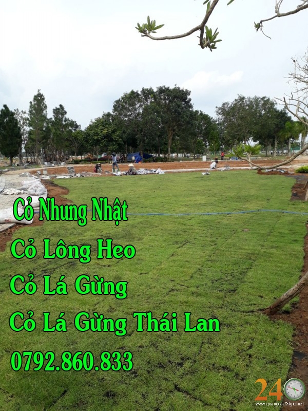 Diễn đàn rao vặt tổng hợp: Cung Cấp Cỏ Nhung Nhật, Cỏ Lông Heo, Cỏ Lá Gừng, Cỏ L 24