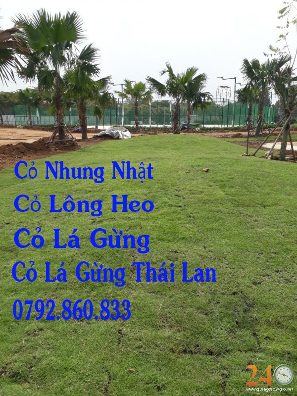 Diễn đàn rao vặt tổng hợp: Cung Cấp Cỏ Nhung Nhật, Cỏ Lông Heo, Cỏ Lá Gừng, Cỏ L 25
