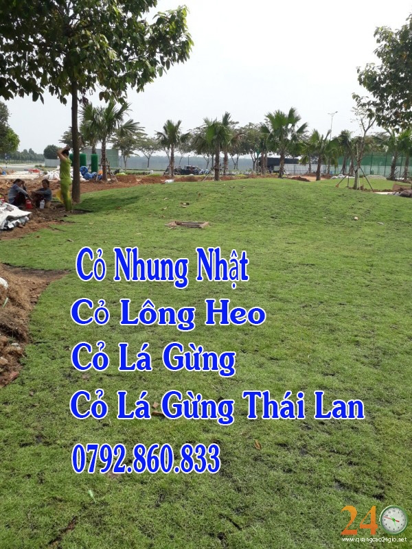 Diễn đàn rao vặt tổng hợp: Cung Cấp Cỏ Nhung Nhật, Cỏ Lông Heo, Cỏ Lá Gừng, Cỏ L 26
